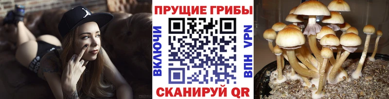 Купить где  Миллерово  Псилоцибиновые грибы Psilocybe 